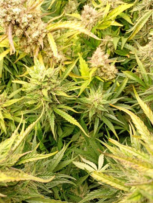 Mango Cherry Runtz Auto Fastbuds. Week 11