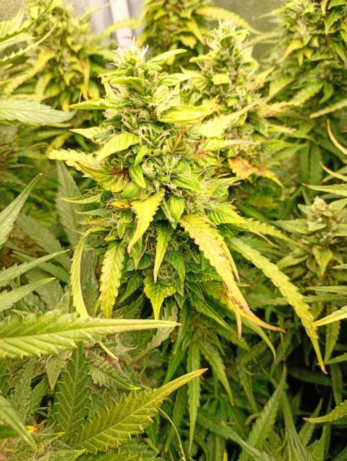 Glowberry Rush Auto Anesia Seeds. Week 11