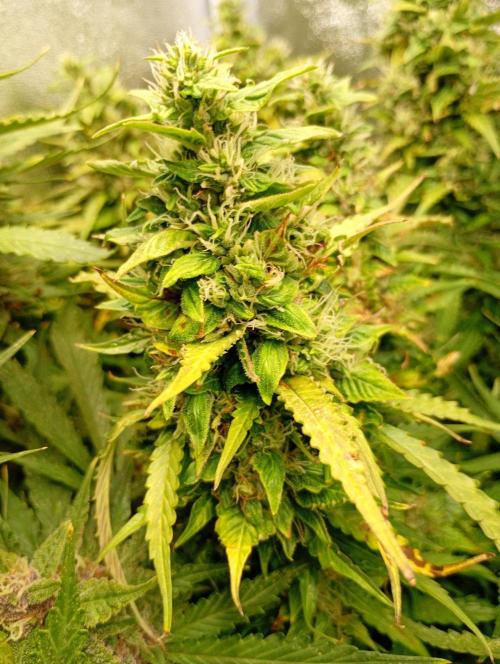 Glowberry Rush Auto Anesia Seeds. Week 12