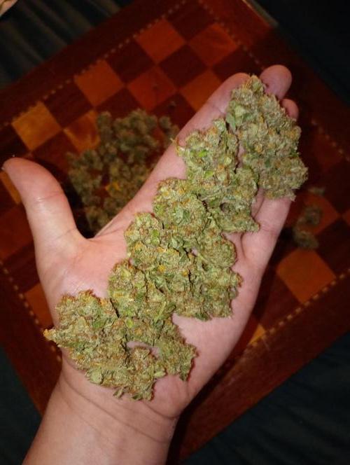 Euphoria Royal Queen Seeds. Week 19