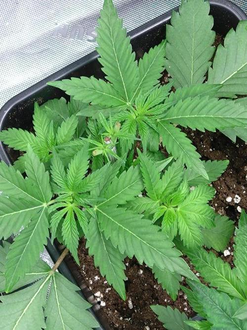 Orange Sherbet FF P#2 Fastbuds. Week 4