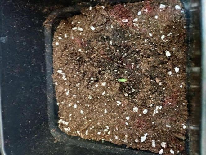 Guava Auto RF3 Fastbuds. Week 0