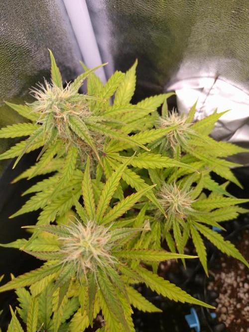 Titan F1 RQS. Week 7