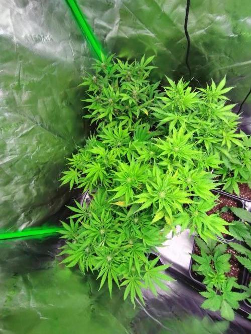Auto #1 RF3 Mixpack Fastbuds. Week 8