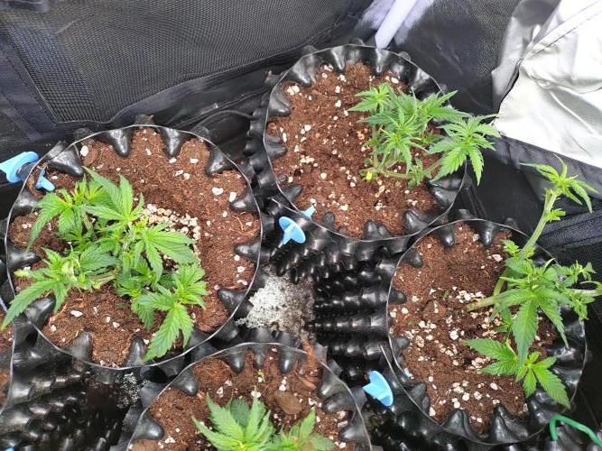 Banana Purple Punch Auto Fastbuds. Week 3