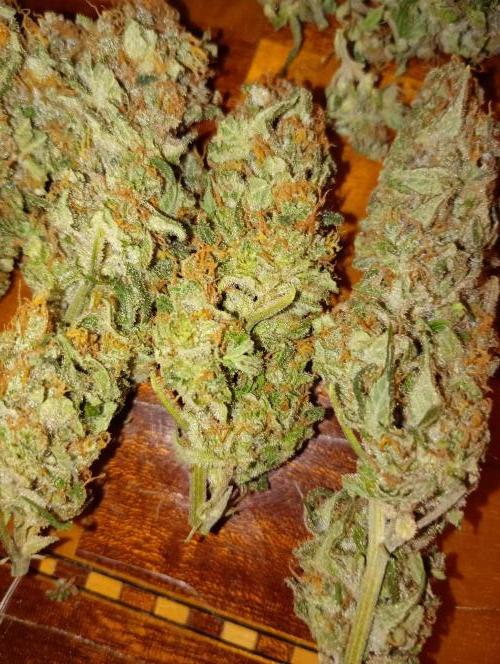Lemon Cherry Gelato P#2 Barneys Farm. Week 19