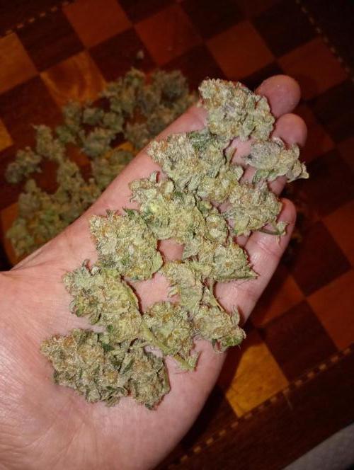Green Gelato P#2 Royal Queen Seeds. Week 19