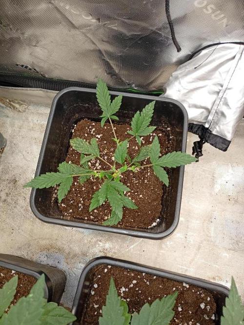 Mendo Cherry Cookies Auto. Week 6