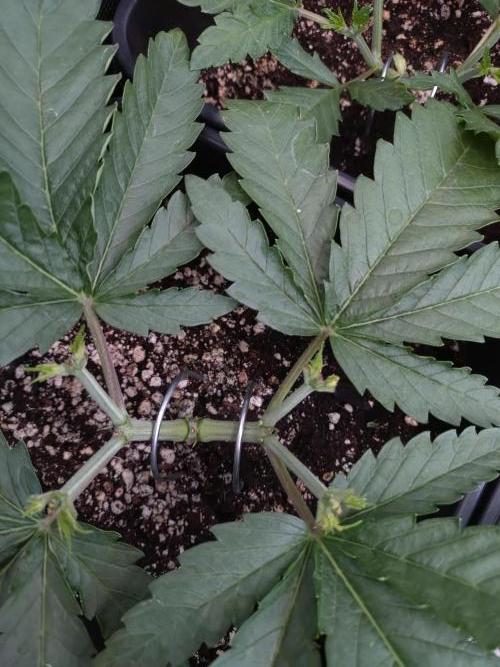 RF3 Auto Mixpack #1 Fastbuds. Week 4