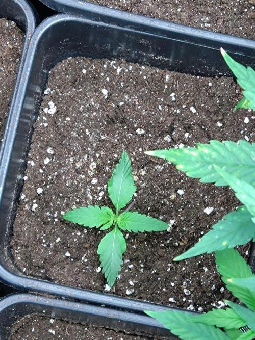 Sweet ZZ Auto Royal Queen Seeds. Week 2