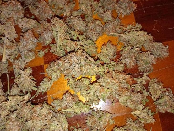 Gelato 44 Tyson 2.0 x RQS. Week 19