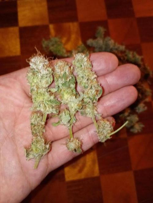 Lemonpaya Pheno #2 Fastbuds. Week 19