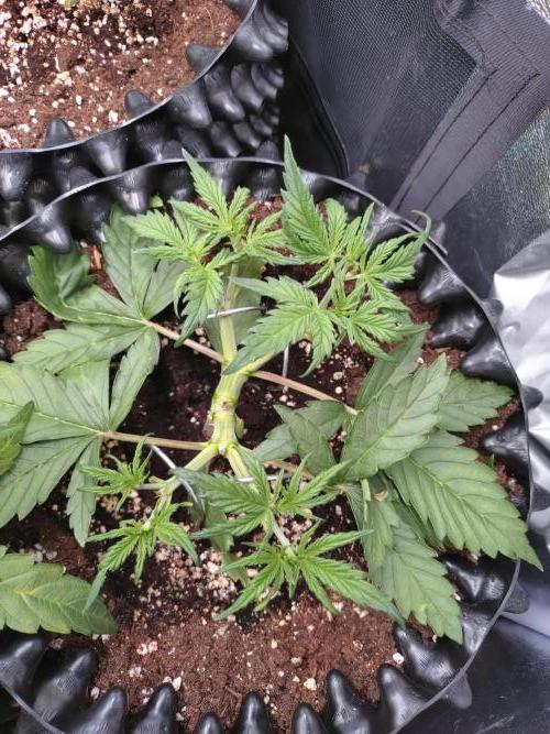 Z-Up Auto Fastbuds. Week 4