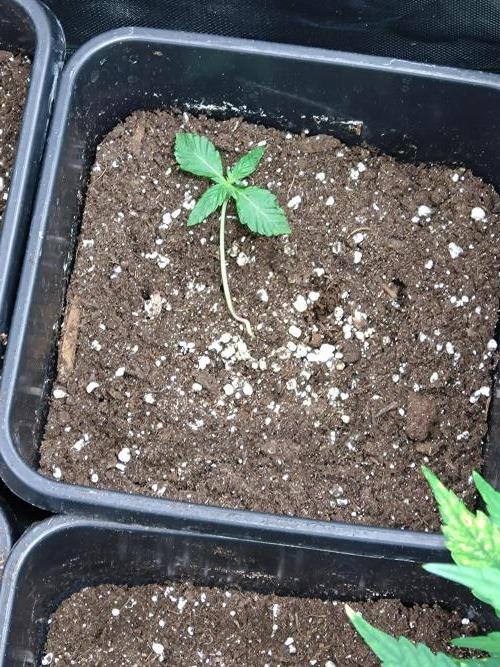 Sweet ZZ Auto Royal Queen Seeds. Week 2