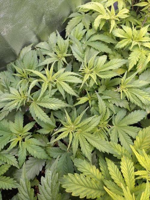 Grape Pop Rocks Auto Anesia Seeds. Week 6