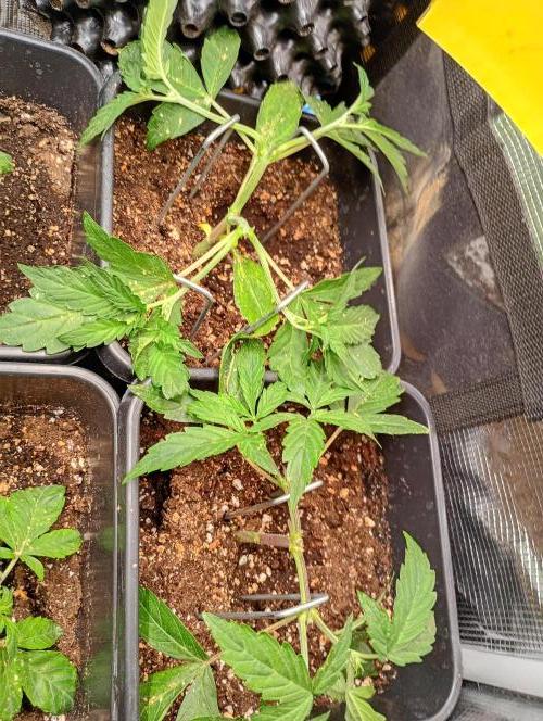 Purplematic CBD. Week 4