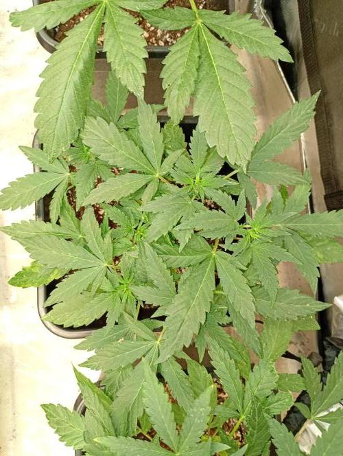 Lemon Cherry Sundae Auto Fastbuds. Week 7