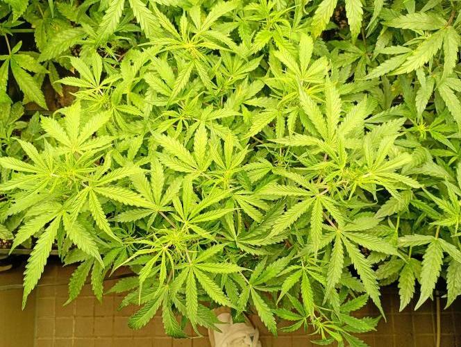 Chaos Cake Auto Anesia Seeds. Week 8