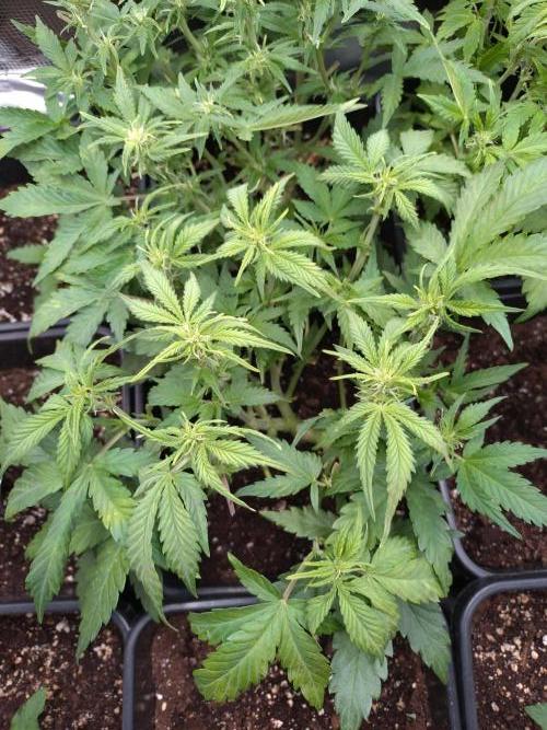 Grape Pop Rocks Auto Anesia Seeds. Week 7