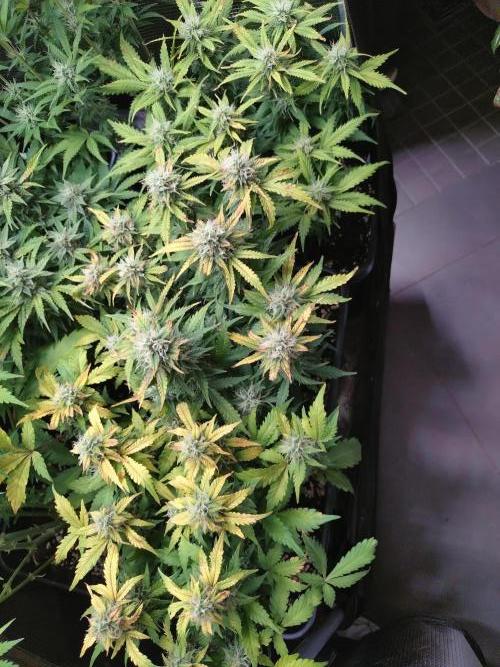 Grape Pop Rocks Auto Anesia Seeds. Week 9