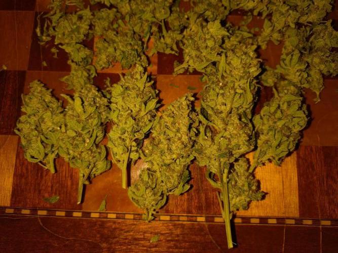 Guava Auto Fastbuds. Week 12