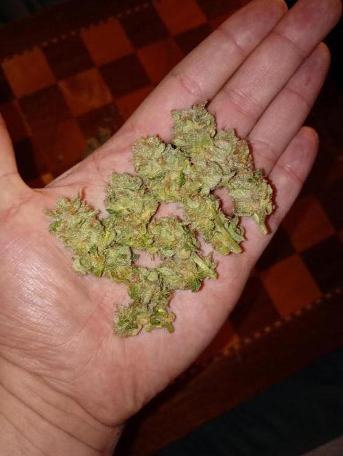 Lemon Cherry Gelato P#1 Barneys Farm. Week 19