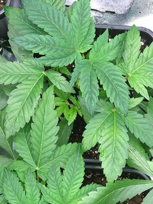 Lemonpaya Pheno #1 Fastbuds. Week 4