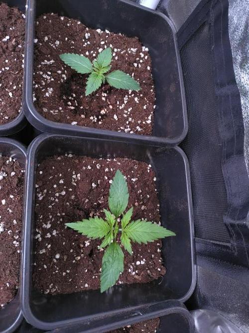 Hulkberry Auto RQS. Week 1