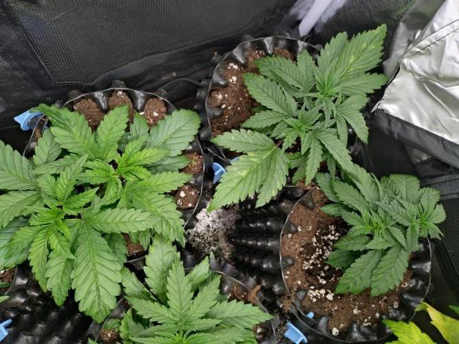 Banana Purple Punch Auto Fastbuds. Week 3