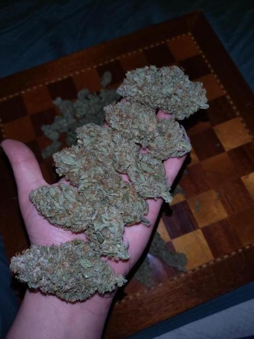 Auto #1 RF3 Mixpack Fastbuds. Week 12