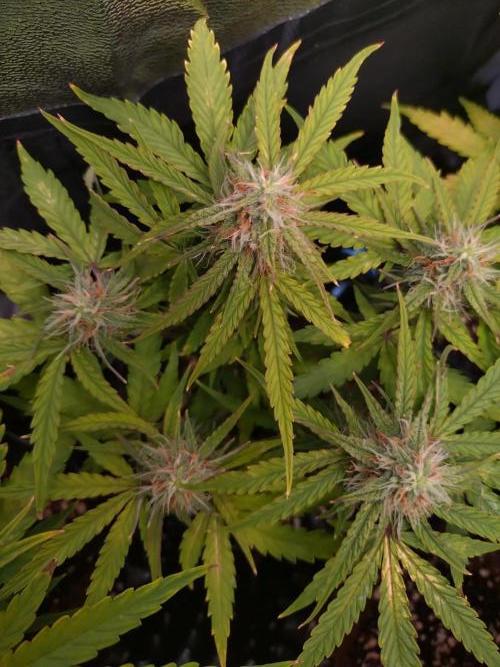 Titan F1 RQS. Week 7