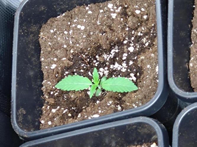 Lemon Cherry Gelato Barneys Farm. Week 1