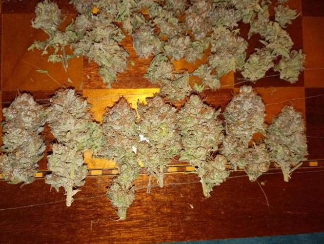Gelato 44 Tyson 2.0 x RQS. Week 19