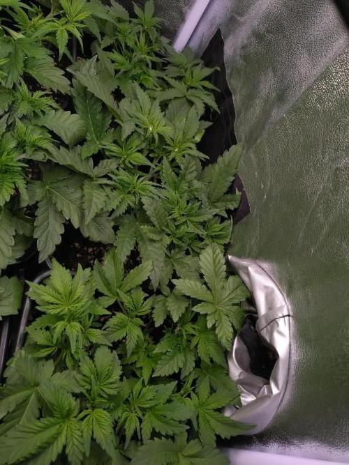 Grape Pop Rocks Auto Anesia Seeds. Week 5