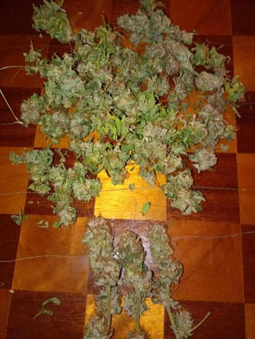 Lemonpaya Pheno #2 Fastbuds. Week 19