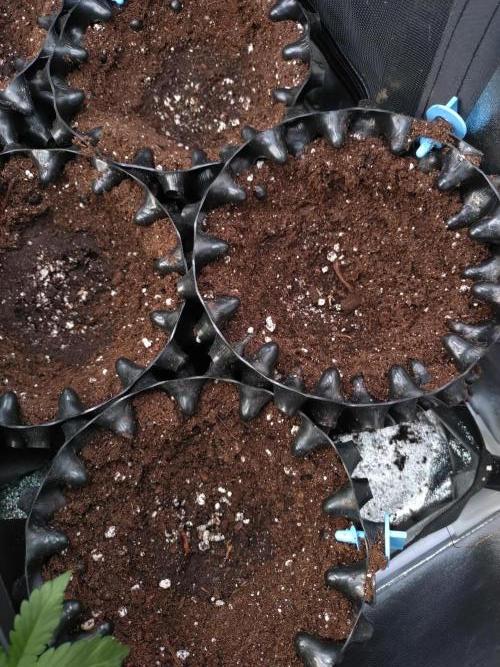 RF3 Auto Mixpack Fastbuds. Week 0