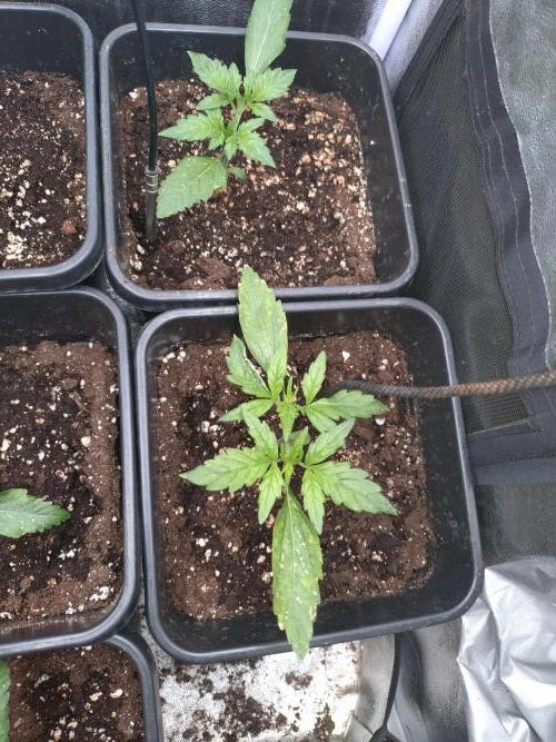 Outdoor Purplematic CBD RoyalQueenSeeds. Week 3