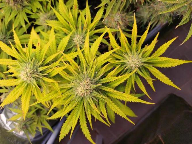 Banana Purple Punch Auto Fastbuds. Week 7