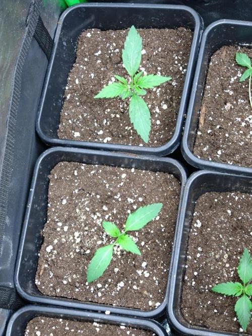 Outdoor Purplematic CBD RoyalQueenSeeds. Week 2
