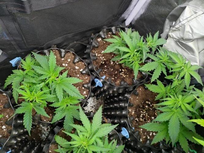 Banana Purple Punch Auto Fastbuds. Week 4