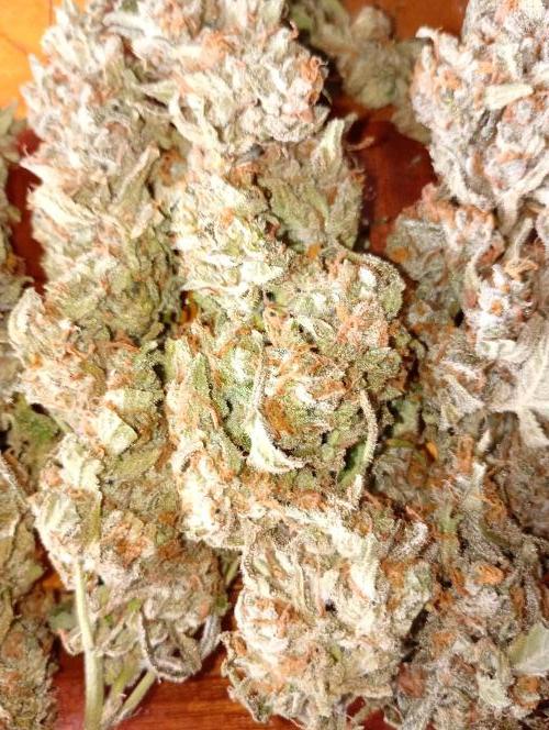 Big Bud Auto Fastbuds. Week 15