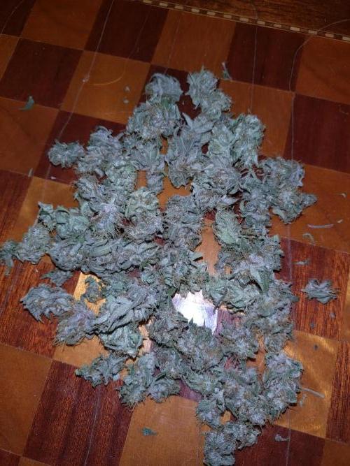 Banana Purple Punch Auto Fastbuds. Week 9