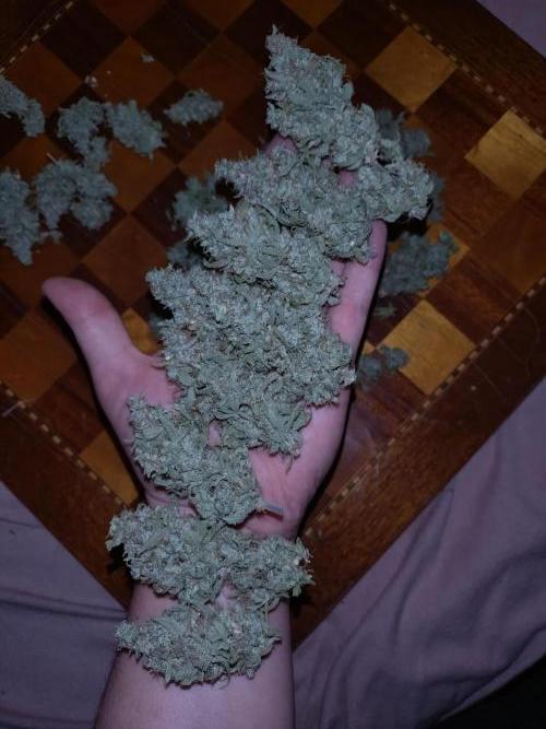 Green Gelato Auto RQS. Week 12