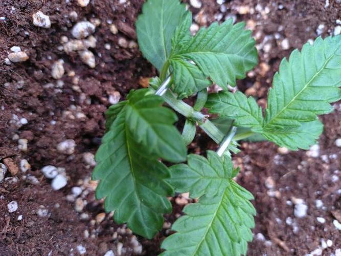 Cherry Cola RF3 Auto Fastbuds. Week 3