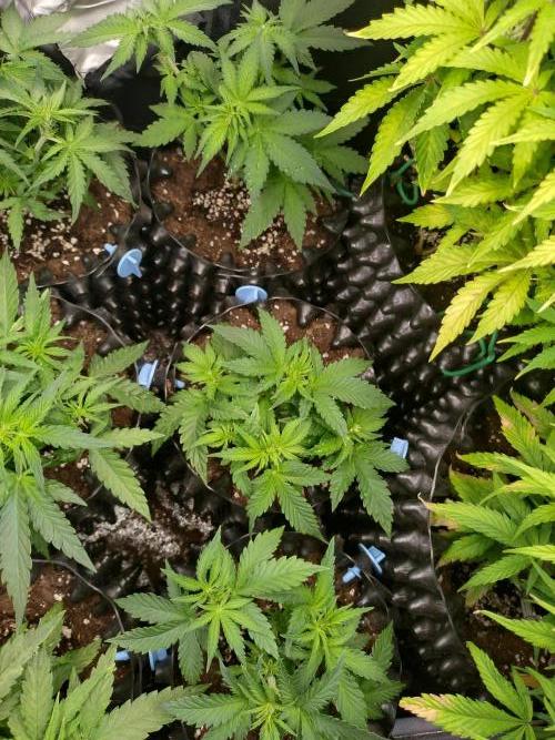 Banana Purple Punch Auto Fastbuds. Week 4