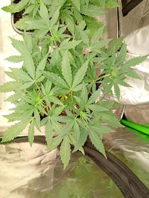 Lemon Cherry Sundae Auto Fastbuds. Week 7