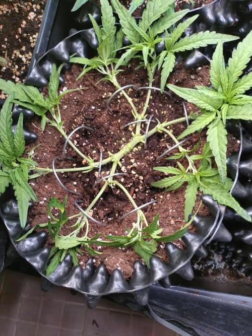 Thin Mint x Sour Pinot Auto Barneys Farm. Week 5