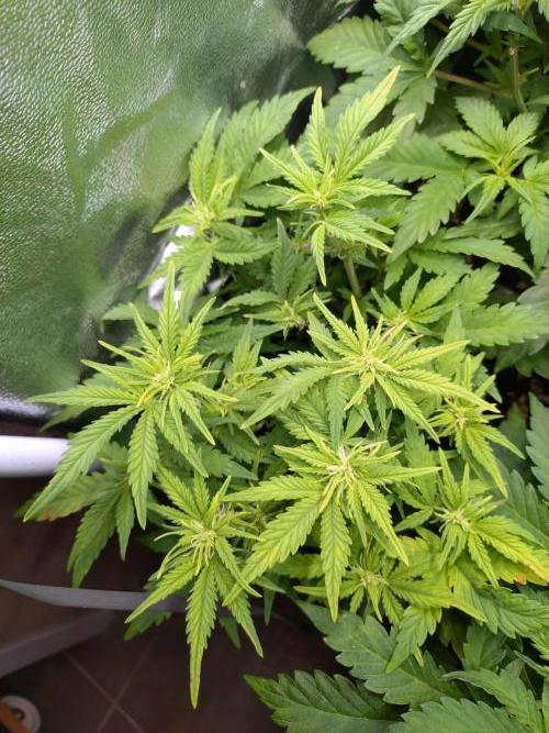 Grape Pop Rocks Auto Anesia Seeds. Week 6