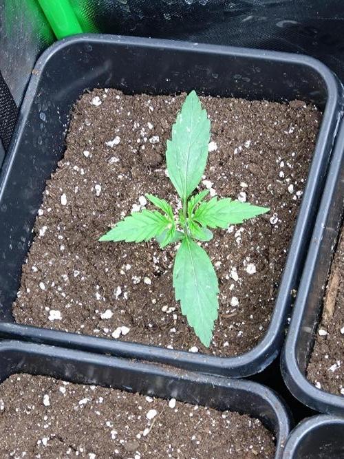 Outdoor Purplematic CBD RoyalQueenSeeds. Week 2