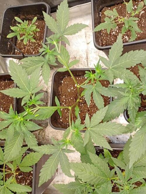 Mendo Guava Auto. Week 5